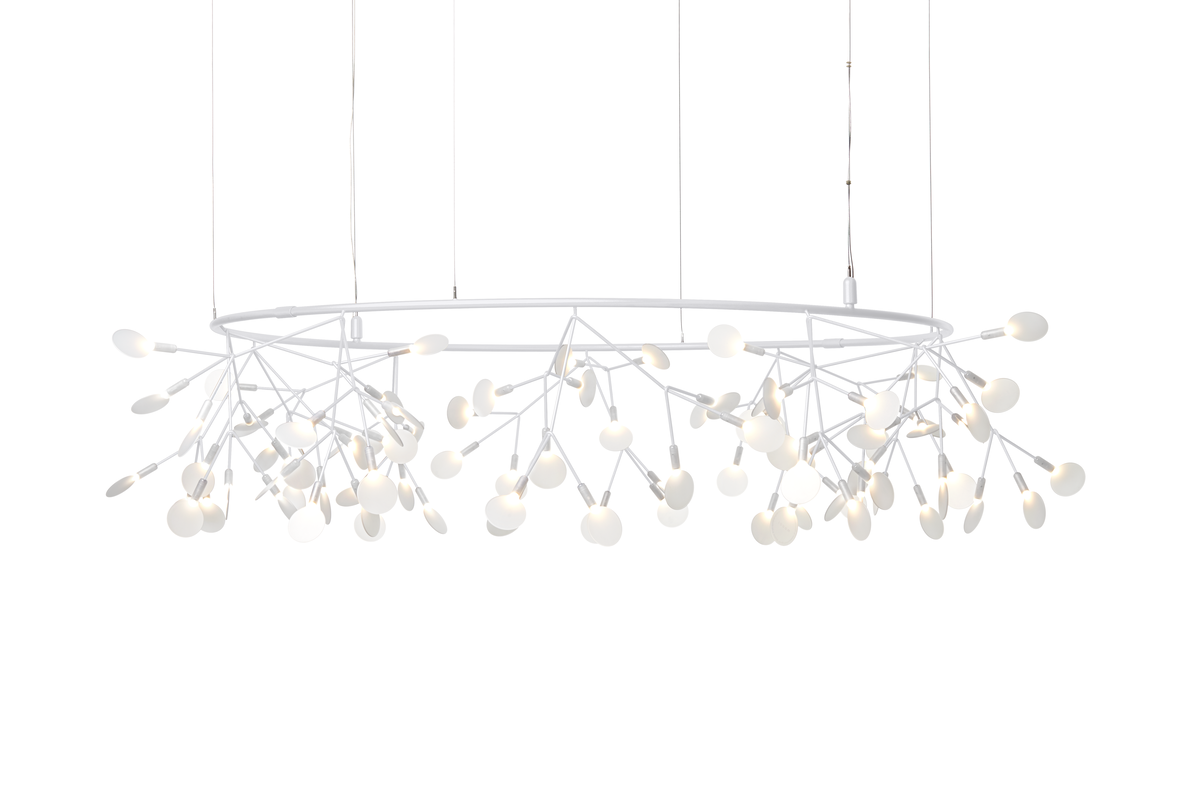 Heracleum Small Big O white front view